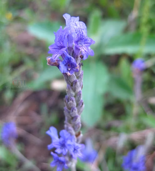 Fleur de lavande séchée de haute qualité pour tisane