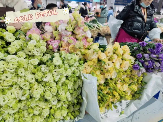 Cadeaux de Noël en gros fleurs coupées fraîches de nombreuses variétés Eustoma pour la décoration